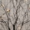 5ft. Pre-Lit Artificial Halloween Black Twig Tree with Bats and 50 Warm White LED Lights